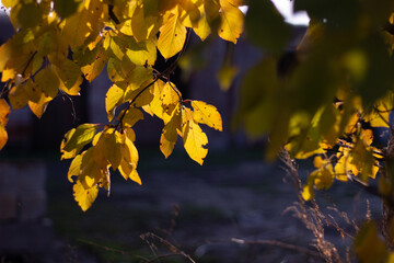 Yellow autumn cherry leaves in sunlight. Sunny day