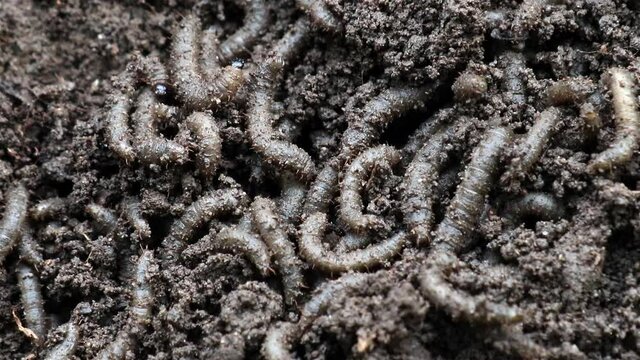 Colonies of larvae underground. A many worms - grubs are writhe between roots in earth.