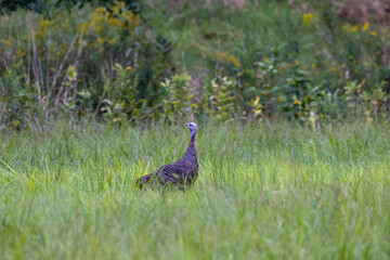 Female Turkey in the Grass