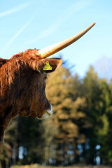 long, longer, longhorn. Beautiful longhorn cows in the sun