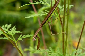 Praying Mantis on a Weed