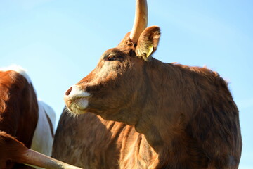 long, longer, longhorn. Beautiful longhorn cows in the sun