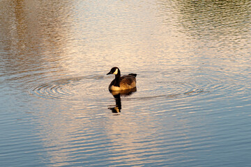 Goose in Pond - I