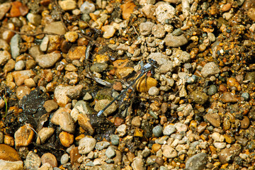 Damselfly