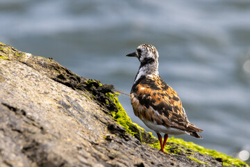 Obraz premium A Ruddy Turnstone