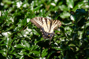 Swallowtail