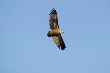 Buitres Leonados (Gyps fulvus) volando el pantano del tranco. P.N. Cazorla, Segura y las Villas.