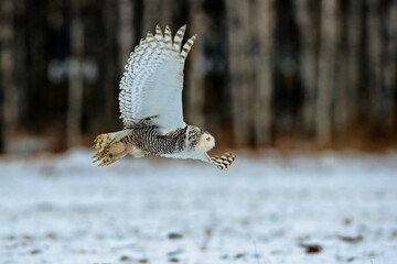 A great strong white owl with huge yellow eyes and wide spread wings flying above snowy steppe. Snowy Owl, Bubo scandiacus.