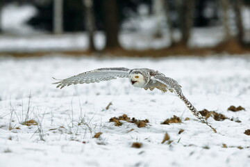 A great strong white owl with huge yellow eyes and wide spread wings flying above snowy steppe. Snowy Owl, Bubo scandiacus.