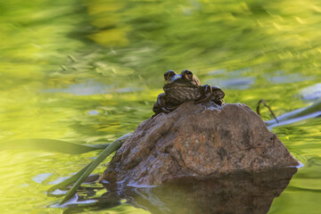 Toad on Rock in Swamp