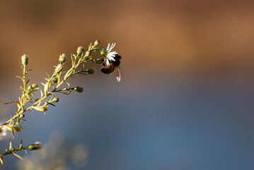 Bees are known for their role in pollination. Here an isolated bee is resting on a wildflower in the sunlight.