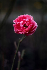 Fall rose on the dark bokeh background