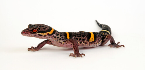 Chinese cave gecko // Hainan-Krallengecko (Goniurosaurus hainanensis)