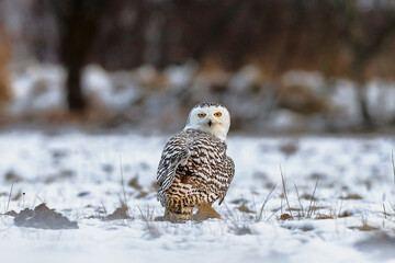 Funny photo - blink of an eye of a great strong white owl with huge yellow eyes. Winter snowy environment. Snowy Owl, Bubo scandiacus.