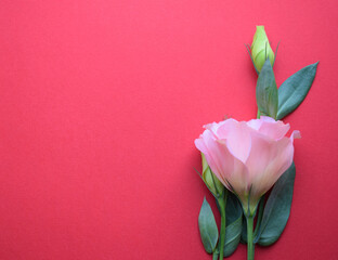 Pink lisianthus (eustoma) flower on a red background, copy space