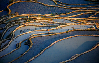 Chinese peasant is walking along the edge of a rice field. Rice terraces of Yunnan province China.