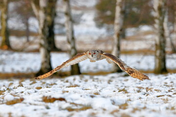A huge, strong, blonde owl with huge orange eyes flying directly to the photographer on a white...