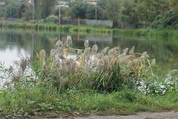 gray green reeds in the grass by the lake by the water