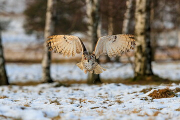 A huge, strong, blonde owl with huge orange eyes flying directly to the photographer on a white snowy trees background. Eurasian Eagle Owl, Bubo bubo sibiricus