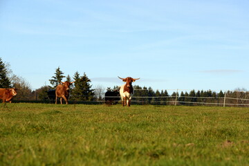 long, longer, longhorn. Beautiful longhorn cows in the sun