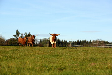 Fototapeta na wymiar long, longer, longhorn. Beautiful longhorn cows in the sun