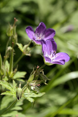 Wood cranesbill (Geranium sylvaticum) in Swiss meadow