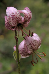 Turkish sash lily (Lilium martagon) in woods in the Swiss Alps