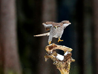 Bird of prey starting in a dark forest. Close-up portrait. Goshawk, Accipiter gentilis