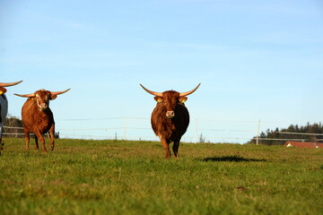 long, longer, longhorn. Beautiful longhorn cows in the sun