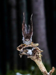 Bird of prey starting in a dark forest. Close-up portrait. Goshawk, Accipiter gentilis