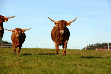 long, longer, longhorn. Beautiful longhorn cows in the sun