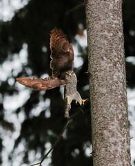 Bird of prey starting in a dark forest. Close-up portrait. Goshawk, Accipiter gentilis