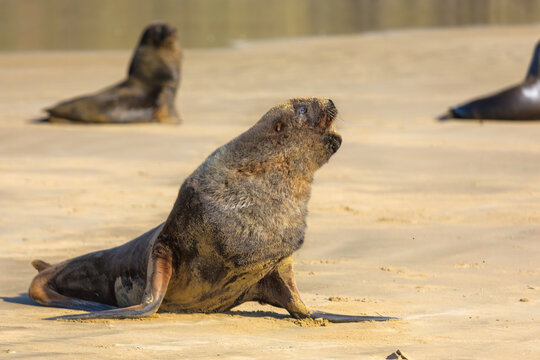 Sea lions at Cannibal Bay, Owaka, New Zealand