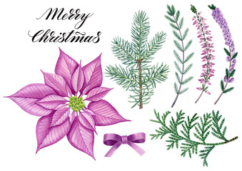 Watercolor hand drawn christmas set with fir branch, heather, coniferous green branches, and the pink poinsettia. Can be used as print, postcard, invitation, trextile, packaging, greting card, label.