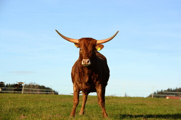 long, longer, longhorn. Beautiful longhorn cows in the sun