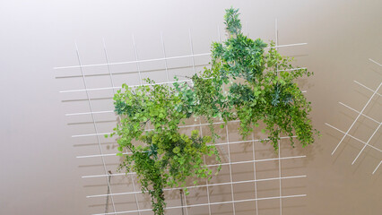 Beautiful green leaves of lant against white background. Space for text. Design concept.