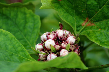 The Wild vine close up. Wild plant.