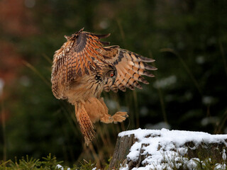 A great strong brown owl with huge red eyes flying through the forest on a red and green trees background. Eurasian Eagle Owl, Bubo bubo.