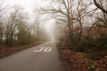 Nebelwald