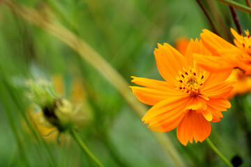 The close-up view of Sulfur Cosmos blooming.