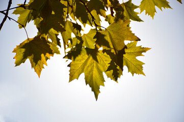 tree branch with yellow maple leaves on a blue sky background