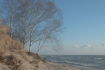 trees on the beach