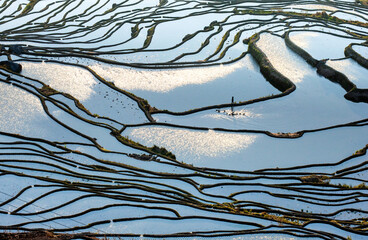 Chinese peasant is walking along the edge of a rice field. Rice terraces of Yunnan province China.