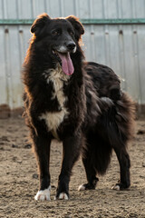 Close-up portrait of a simple, funny but smart mongrel dog,