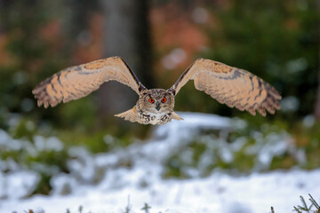 A great strong brown owl with huge red eyes flying through the forest directly to the photographer...