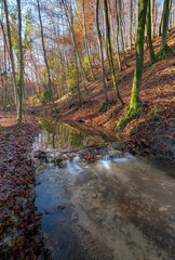 Naturmotiv vom einem Bach im herbstlichen Wald
