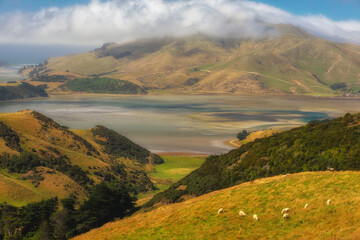 Otago Peninsula, New Zealand