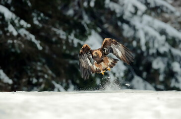 Close-up portrait of Golden Eagle flying in natural environtment, winter time, Aquila chrysaetos.