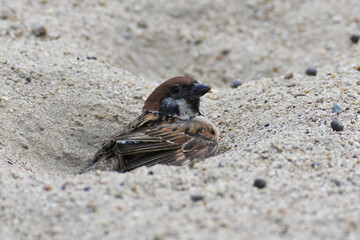 Sparrow is relaxing in the sand bath.