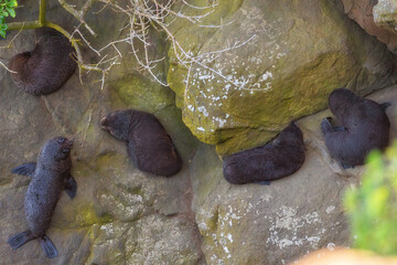 Katiki Point Lighthouse, Otago, New Zealand